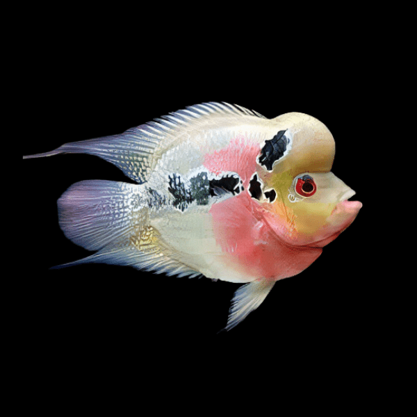 Full Pearl Red Dragon Short Body Flowerhorn Grade A 12cm Male - Real Aquatics