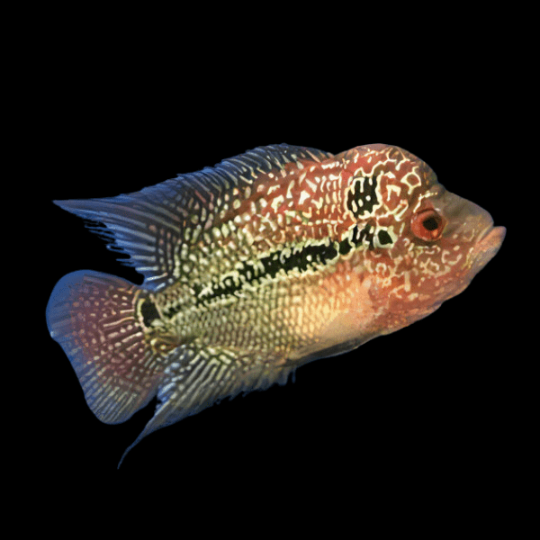 Full Pearl Red Kamfa Flowerhorn Grade A 12cm Male - Real Aquatics