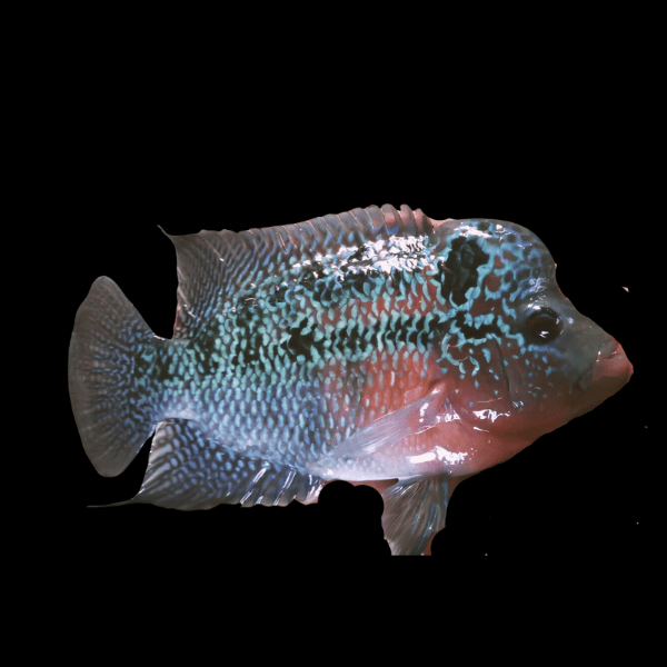 Full Pearl Super Magma Kamfa Flowerhorn Grade A 12cm Male - Real Aquatics