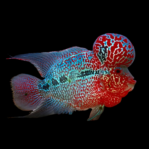 Full Pearl Super Red Dragon Flowerhorn Grade A 12cm Male - Real Aquatics