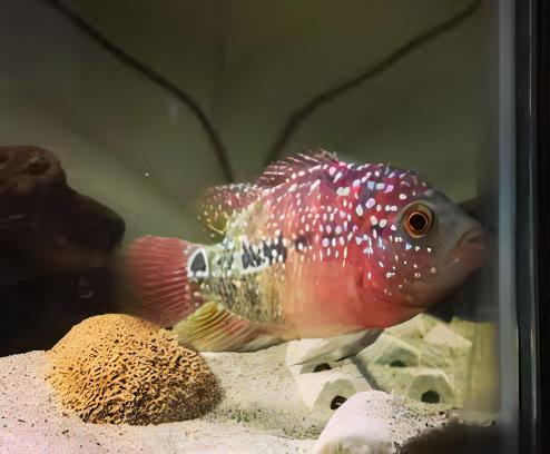 Full Pearl Super Red Flowerhorn Grade A 12cm Male - Real Aquatics