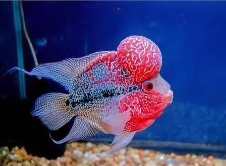 Full Pearl Super Red Flowerhorn Grade A 12cm Male - Real Aquatics