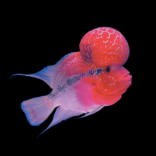 Full Pearl Super Red Flowerhorn Grade A 12cm Male - Real Aquatics