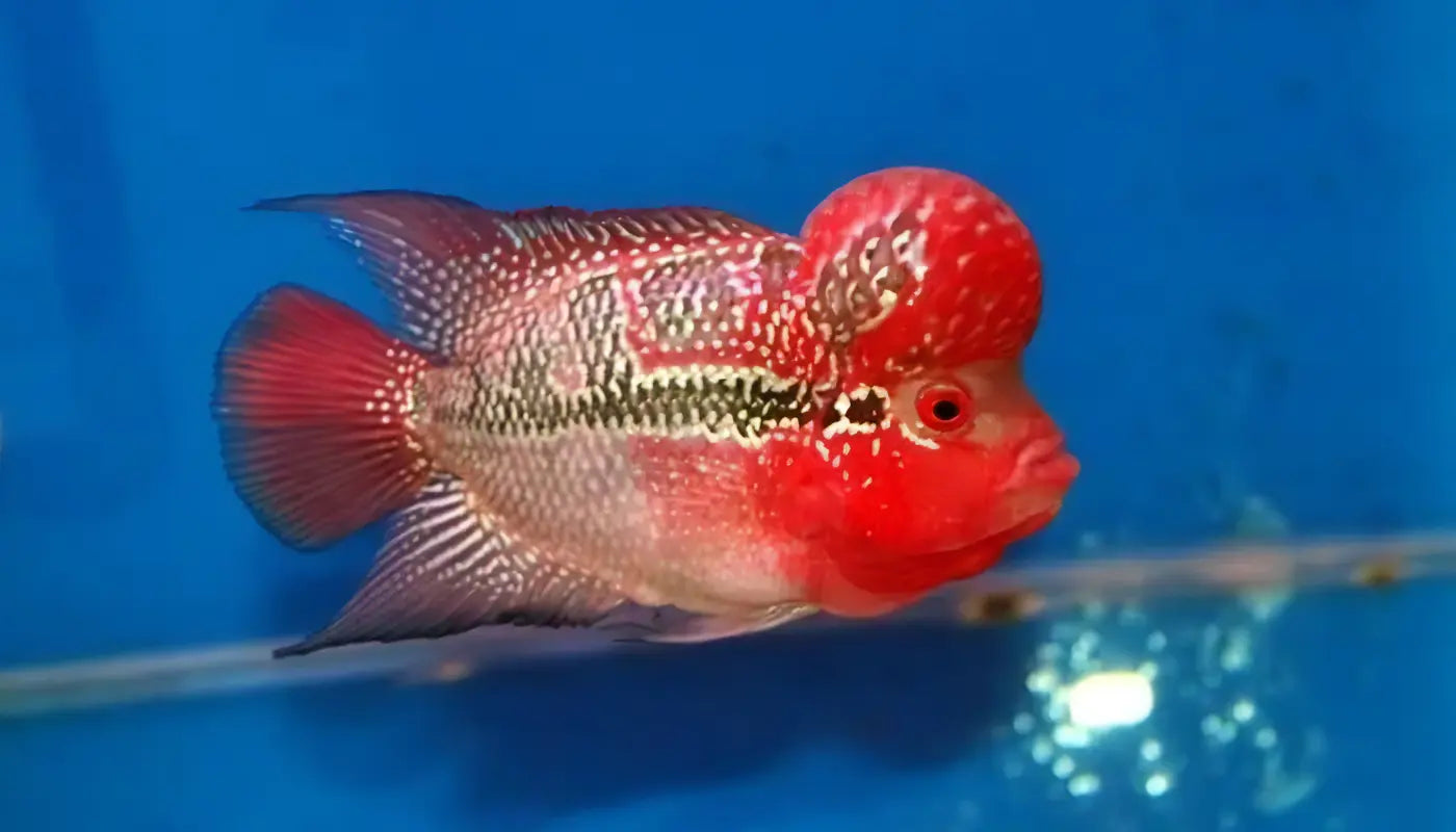 Full Pearl Super Red Flowerhorn Grade A 12cm Male - Real Aquatics