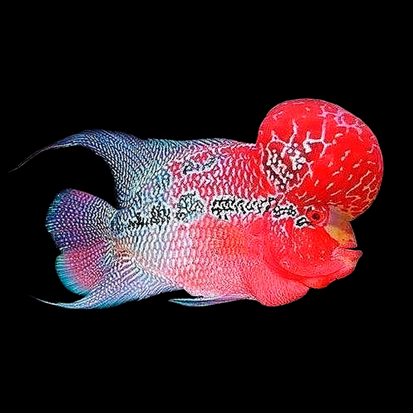 Full Pearl Vietnamese Flowerhorn Grade A 12cm Male - Real Aquatics