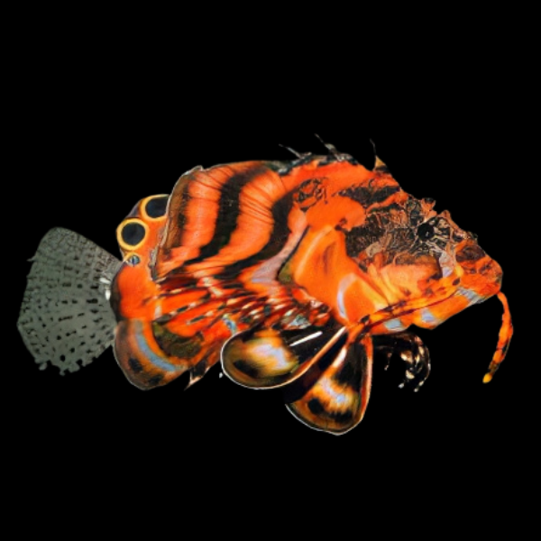 Fu Manchu Lion Fish Dendrochirus Biocellatus - Real Aquatics