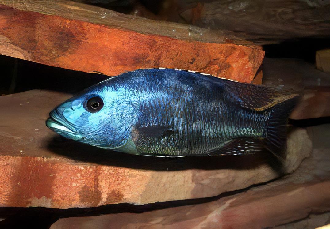 Haplochromis Fuscotaeniatus Malawi African Cichlid