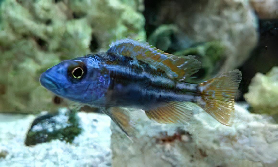 Haplochromis Fuscotaeniatus Malawi African Cichlid