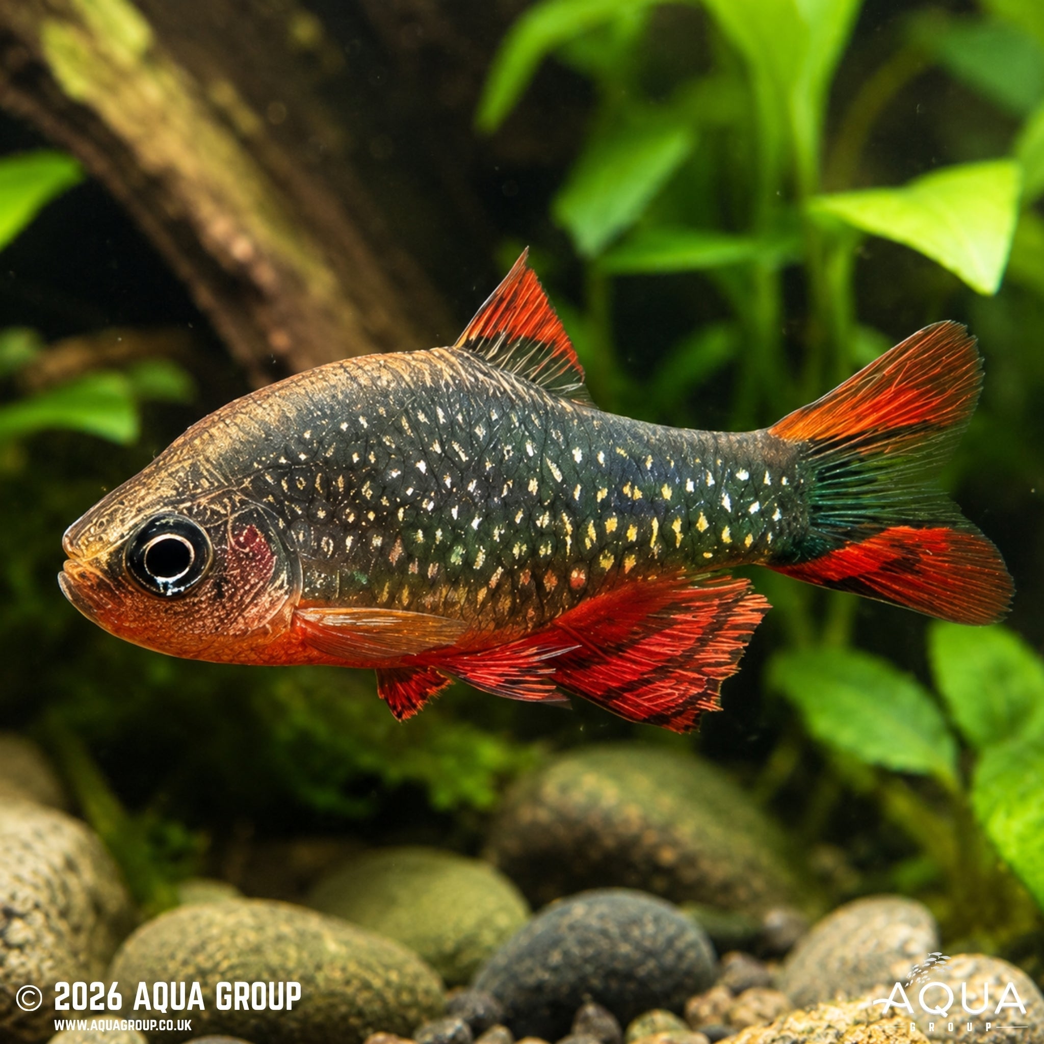 Galaxy Rasbora (Danio margaritatus)