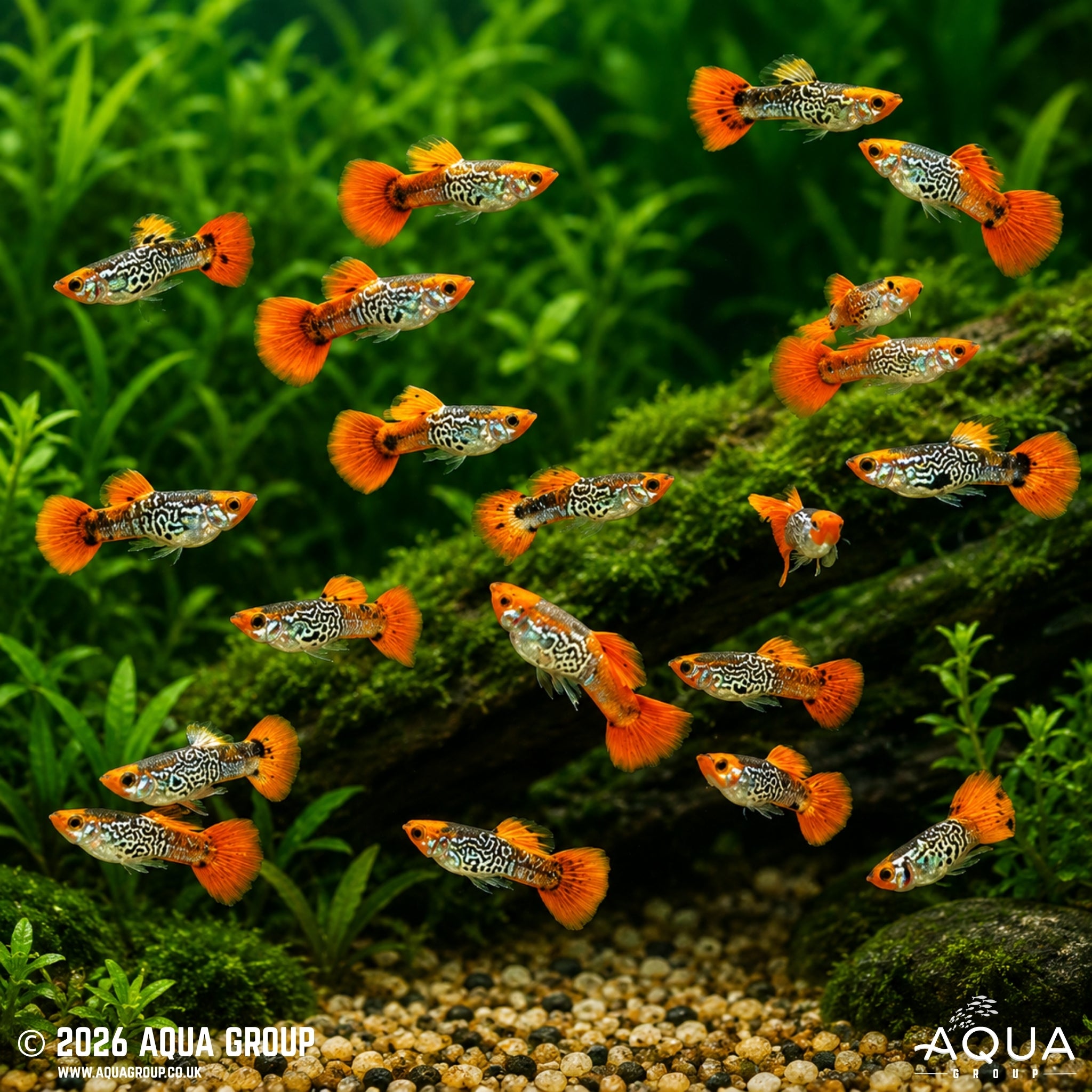Galaxy Koi Guppy (Poecilia reticulata)