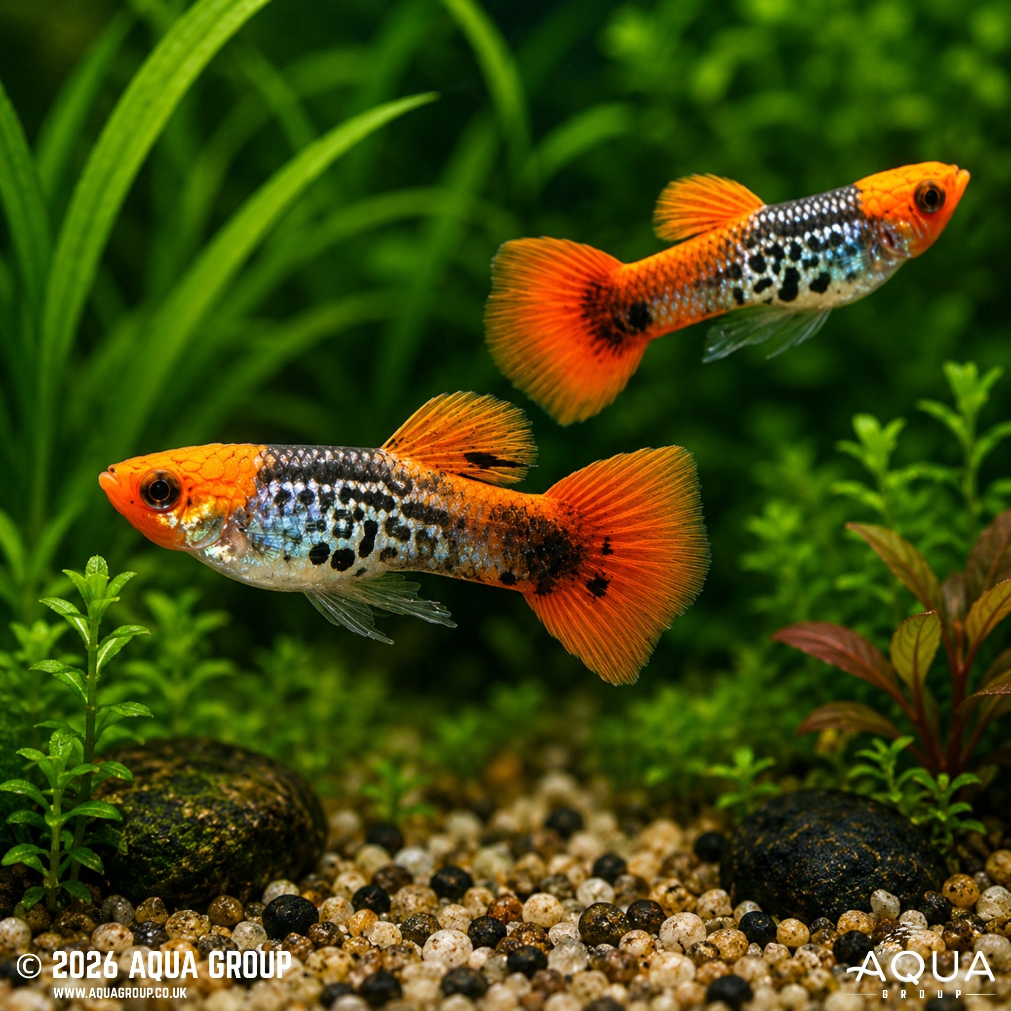 Galaxy Koi Guppy (Poecilia reticulata)