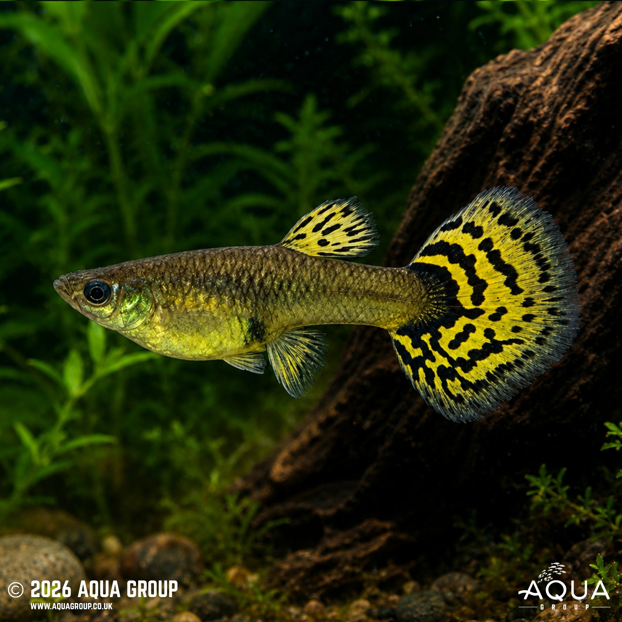 Galaxy Mosaic Guppy