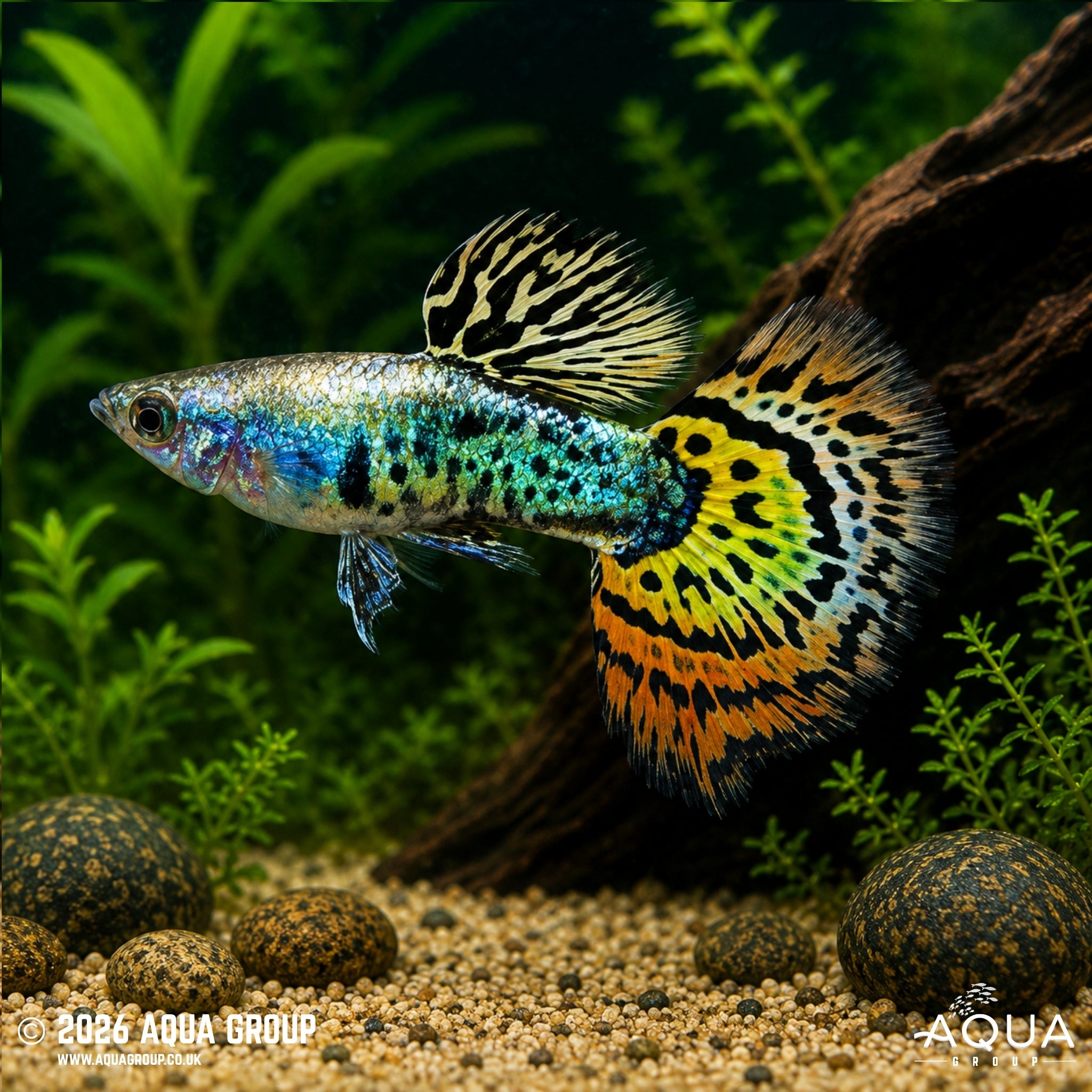 Galaxy Mosaic Guppy