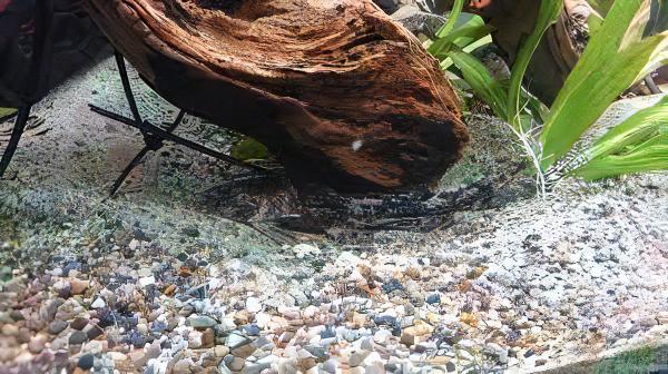 Gallagher's Thorny Catfish Rhinodoras Gallagheri 15cm - Real Aquatics