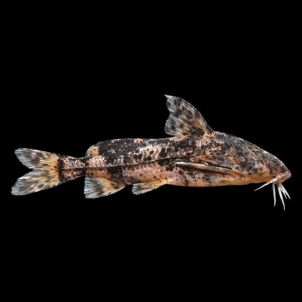 Gallagher's Thorny Catfish Rhinodoras Gallagheri 15cm - Real Aquatics