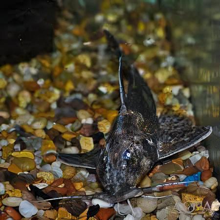 Gallagher's Thorny Catfish Rhinodoras Gallagheri 15cm - Real Aquatics