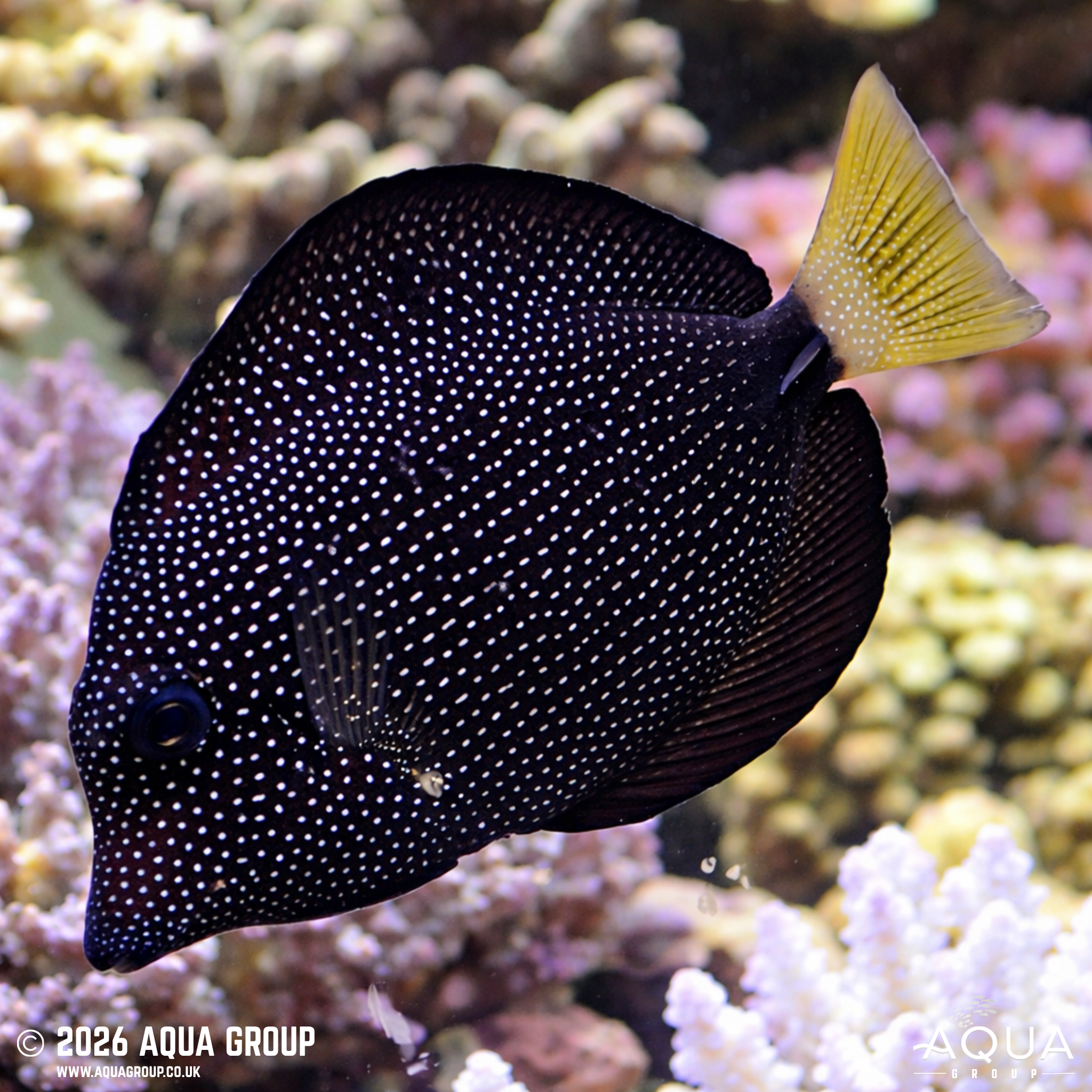Gem Tang (Zebrasoma gemmatum)