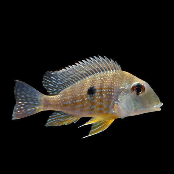 Geophagus Abalios 4cm - Real Aquatics