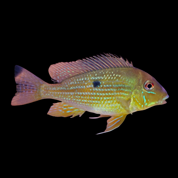 Geophagus Argyrostictus 4cm - Real Aquatics