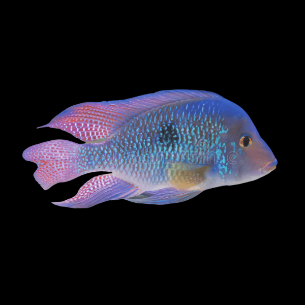 Geophagus Brasiliensis 4cm - Real Aquatics