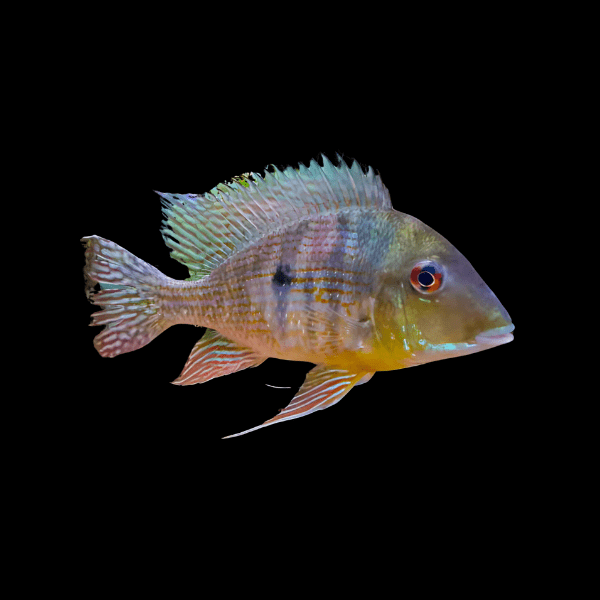 Geophagus Caqueta 4cm - Real Aquatics