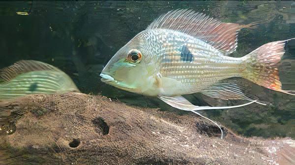 Geophagus Gurupi 4cm - Real Aquatics