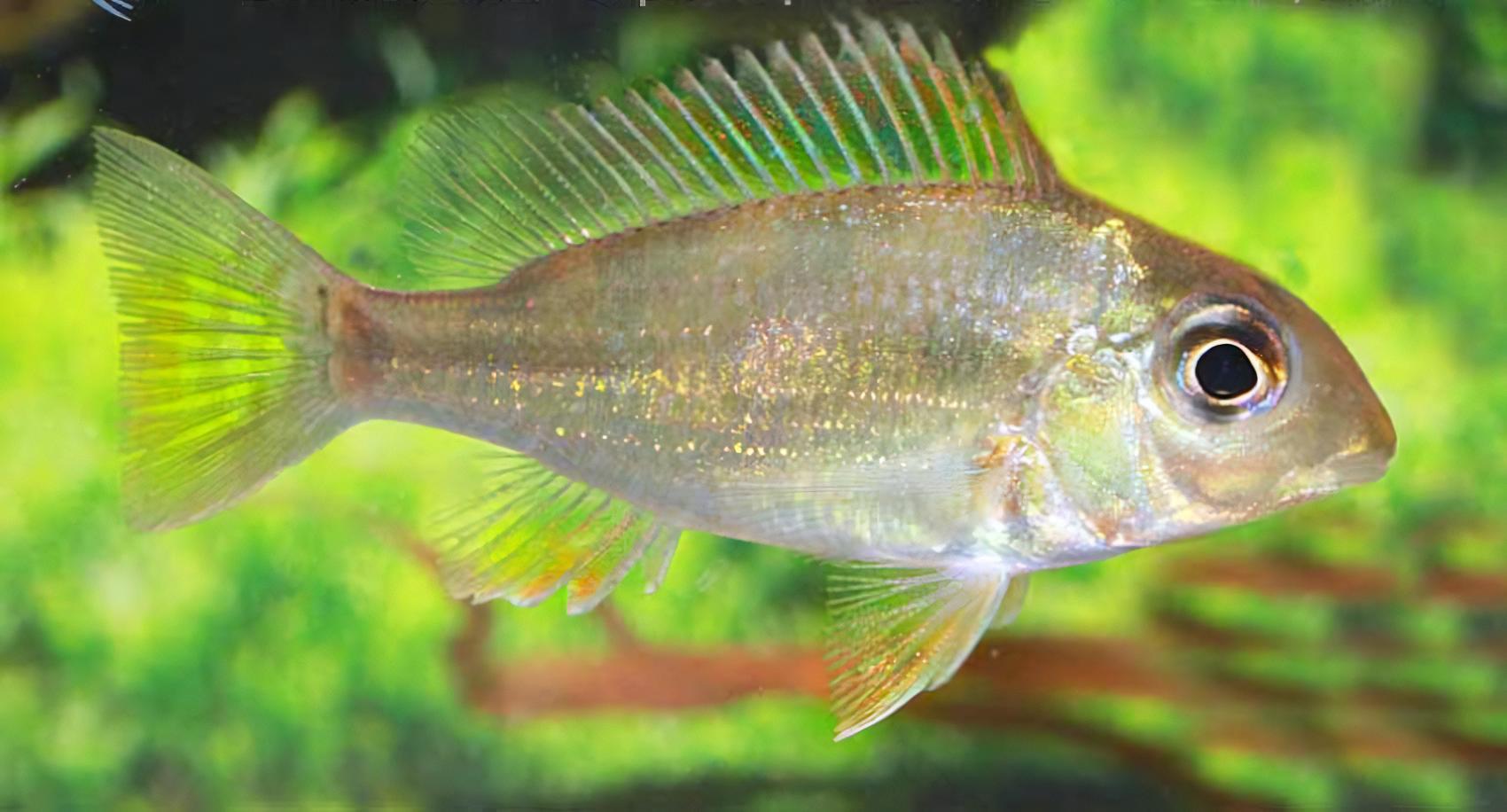 Geophagus Gurupi 4cm - Real Aquatics