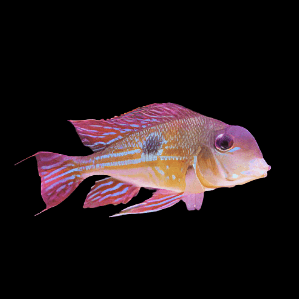 Geophagus Proximus 4cm - Real Aquatics