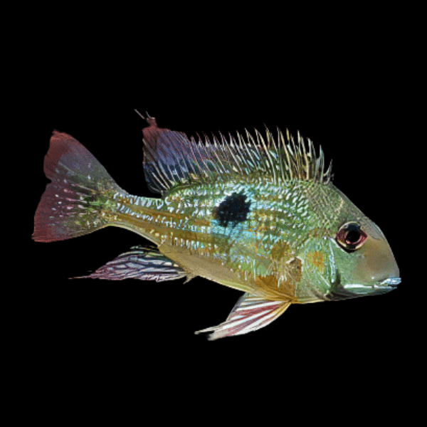 Geophagus Rio Negro 4cm - Real Aquatics