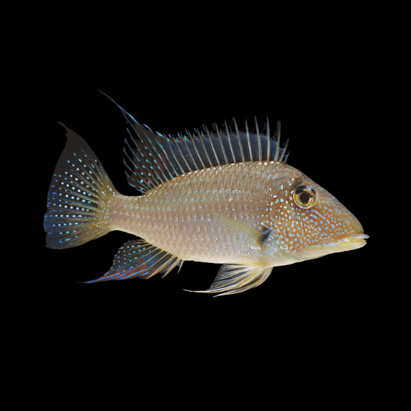 Geophagus Satanoperca Jurupari 4cm - Real Aquatics