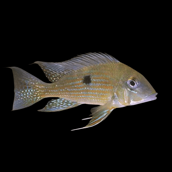 Geophagus Taeniopareius 4cm - Real Aquatics