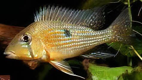Geophagus Taeniopareius 4cm - Real Aquatics