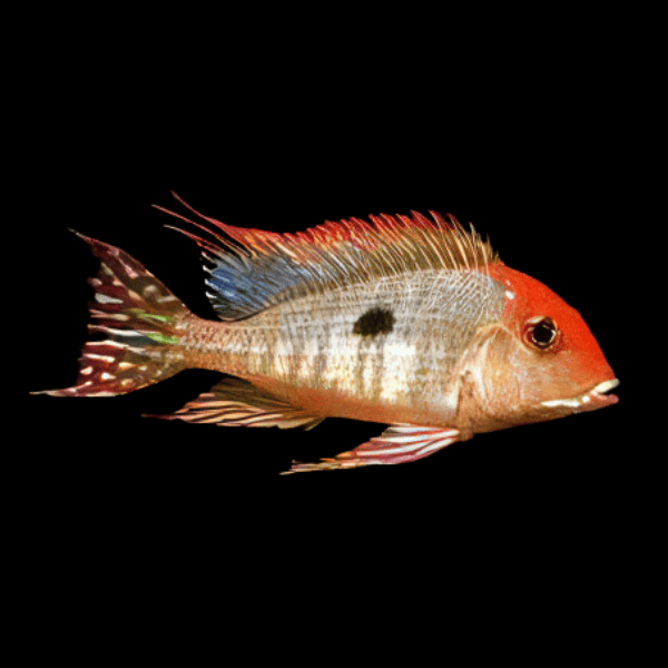 Geophagus Tapajos Hondae Orange Head 4cm - Real Aquatics
