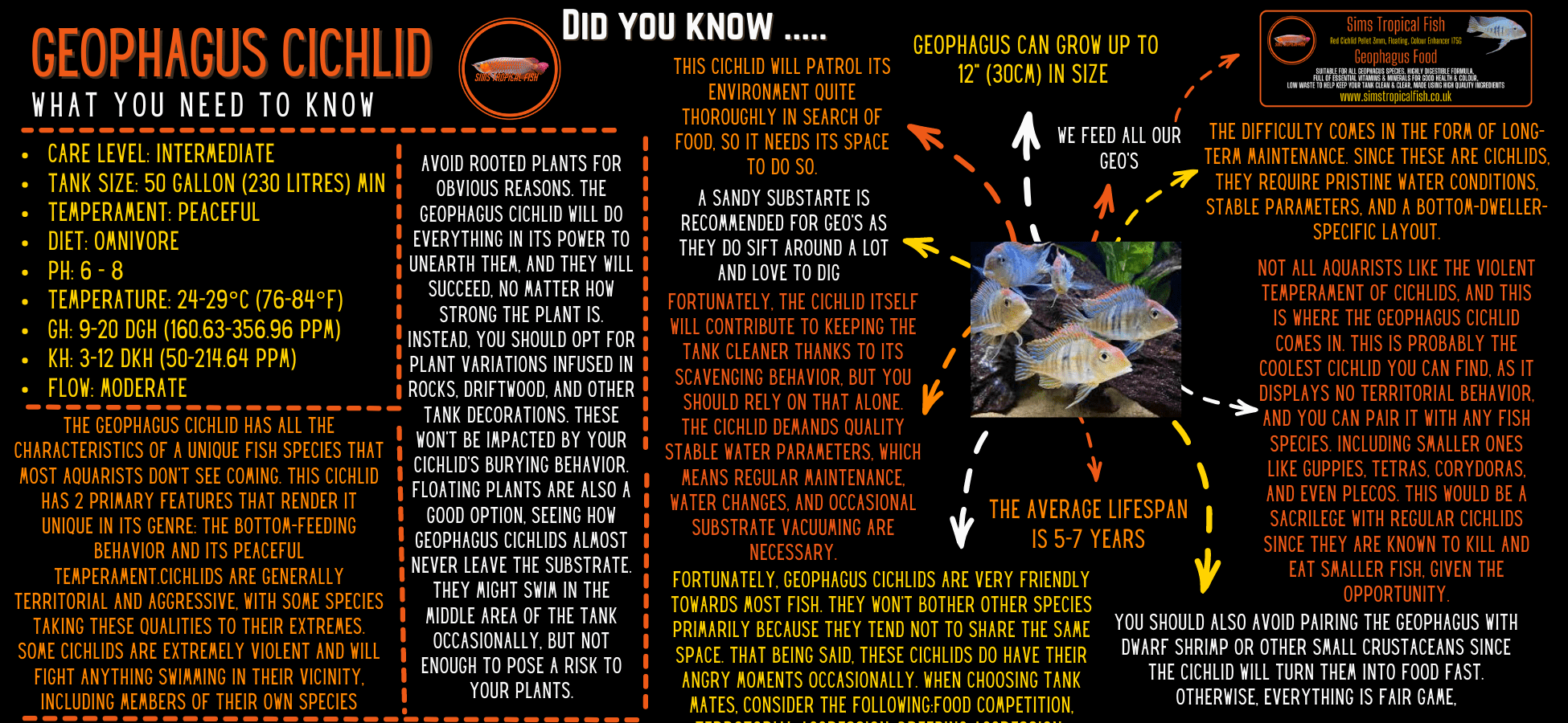 Geophagus Satanoperca Jurupari 4cm - Real Aquatics