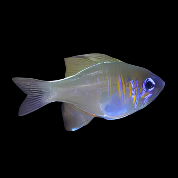 Ghost Cardinal Zoramia Leptacantha - Real Aquatics