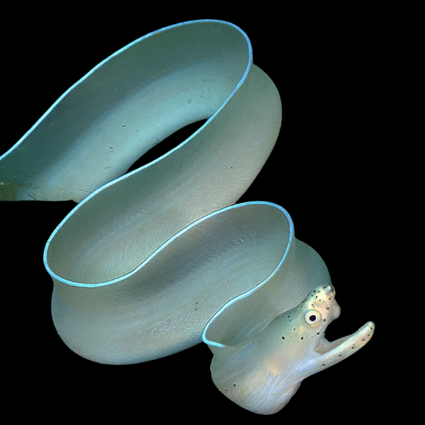 Ghost Eel Pseudechidna Brummeri - Real Aquatics