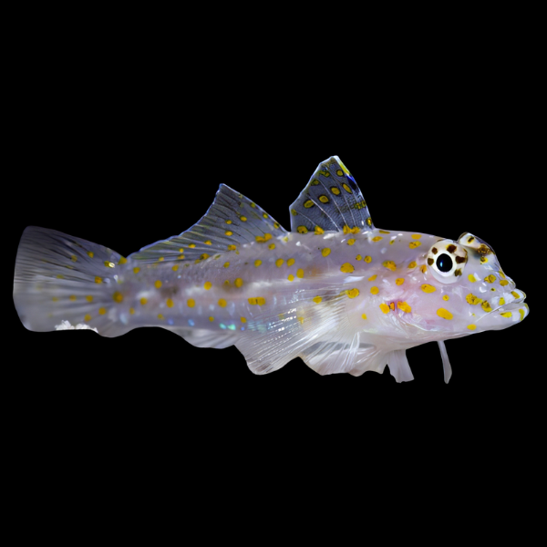 Ghost Goby Fusigobius Pallidus - Real Aquatics