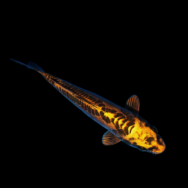 Ghost Gold Grade A Koi Carp Cyprinus Carpio