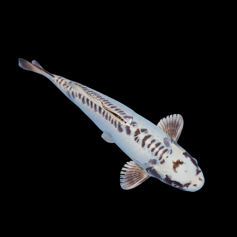 Ghost Koi Carp