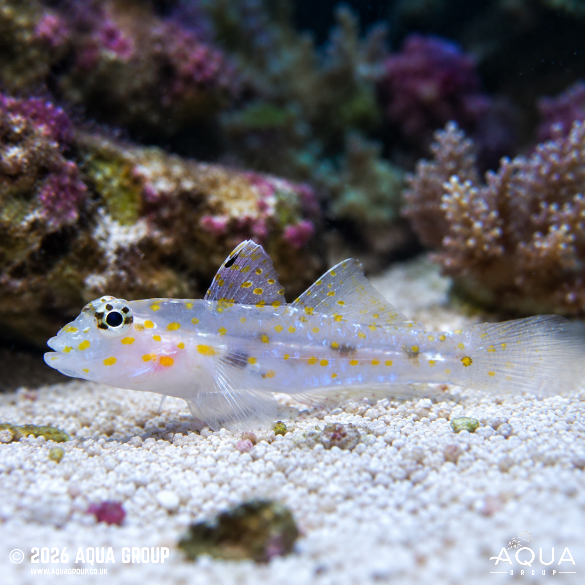 Ghost Goby (Fusigobius longispinus)
