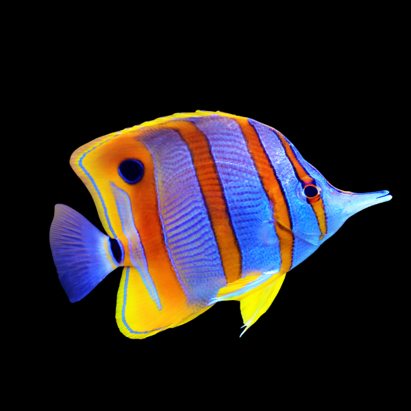 Giant Australian Copperband Butterfly Fish Chelmon Rostratus - Real Aquatics