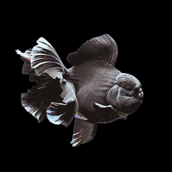 Giant Black Oranda Grade AA Goldfish Carassius Auratus