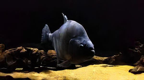 Giant Black Rhom Piranha Serrasalmus Rhombeus 40cm - Real Aquatics