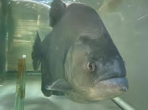 Giant Black Rhom Piranha Serrasalmus Rhombeus 40cm - Real Aquatics