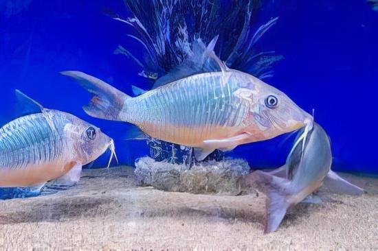 Giant Corydoras Multiradiatus 7cm Catfish - Real Aquatics