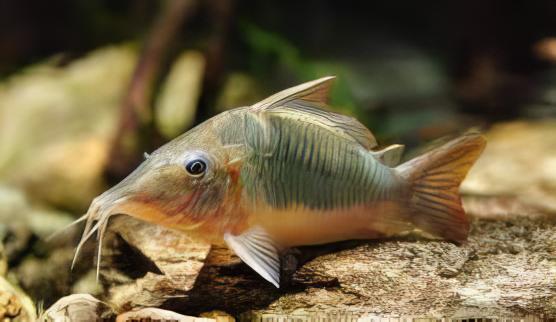Giant Corydoras Multiradiatus 7cm Catfish - Real Aquatics