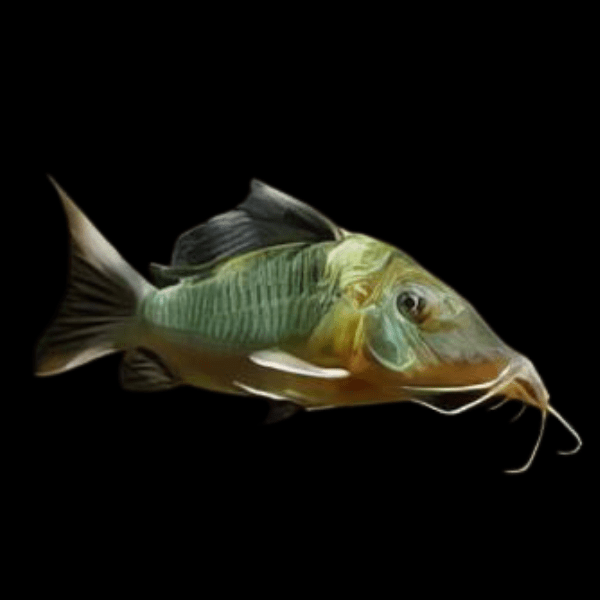 Giant Corydoras Multiradiatus 7cm Catfish - Real Aquatics
