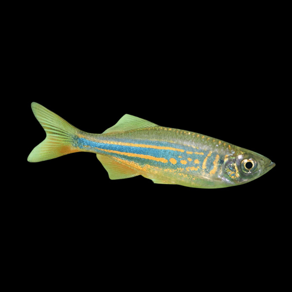 Giant Danio Devario Aequipinnatus 2cm - Real Aquatics