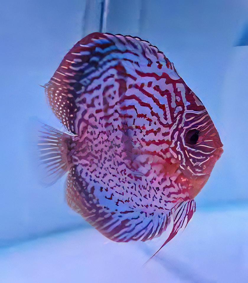 Giant Flora Discus