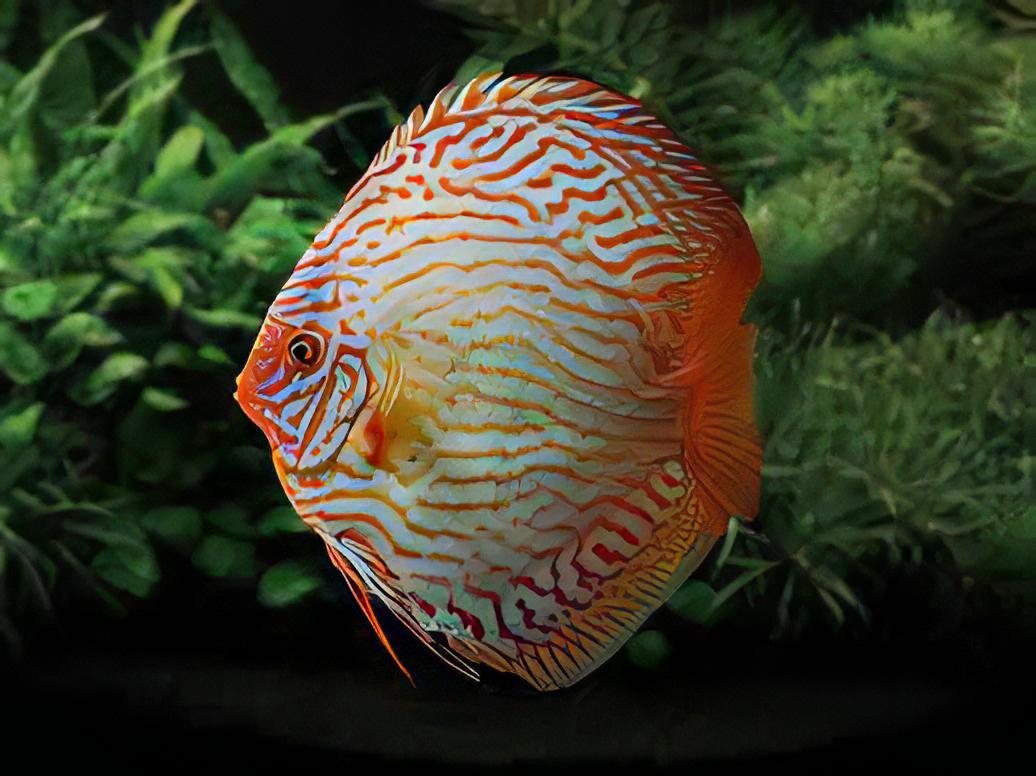 Giant Flora Discus